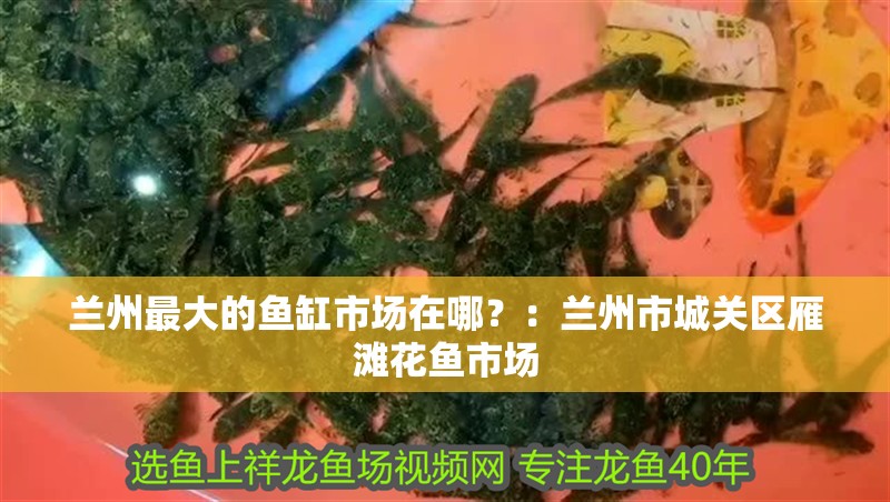 蘭州最大的魚缸市場在哪？：蘭州市城關區(qū)雁灘花魚市場