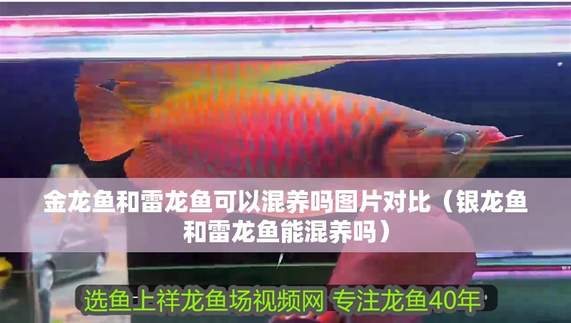 金龍魚和雷龍魚可以混養(yǎng)嗎圖片對比（銀龍魚和雷龍魚能混養(yǎng)嗎） 金龍魚和雷龍魚可以混養(yǎng)嗎圖片對比（銀龍魚和雷龍魚能混養(yǎng)嗎） 銀龍魚百科
