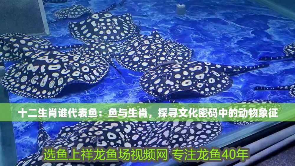 十二生肖誰代表魚：魚與生肖，探尋文化密碼中的動物象征