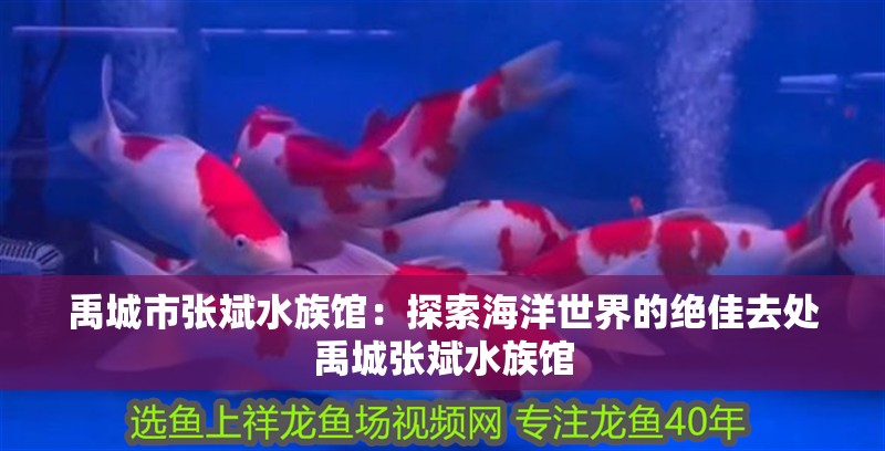 禹城市張斌水族館：探索海洋世界的絕佳去處禹城張斌水族館