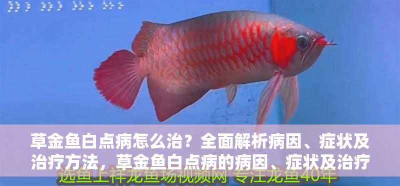 草金魚白點病怎么治？全面解析病因、癥狀及治療方法，草金魚白點病的病因、癥狀及治療方法全解析 草金魚白點病怎么治？全面解析病因、癥狀及治療方法，草金魚白點病的病因、癥狀及治療方法全解析 龍魚常見疾病 第1張