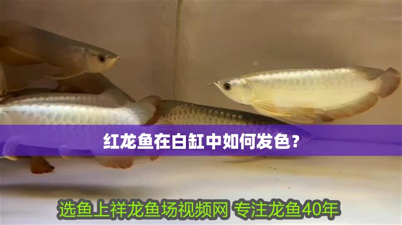 紅龍魚用黃燈烤有用嗎 紅龍魚在白缸中如何發色? 龍魚百科 紅龍魚在白缸中如何發色? 紅龍魚在白缸中如何發色? 龍魚百科