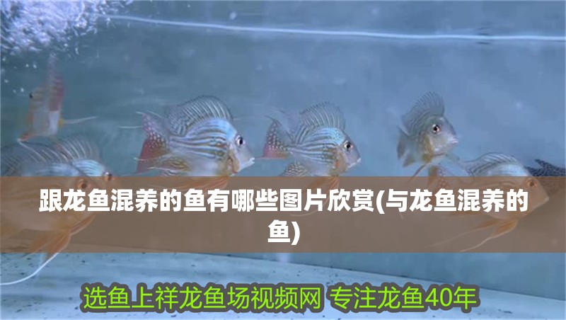 跟龍魚(yú)混養(yǎng)的魚(yú)有哪些圖片欣賞(與龍魚(yú)混養(yǎng)的魚(yú))