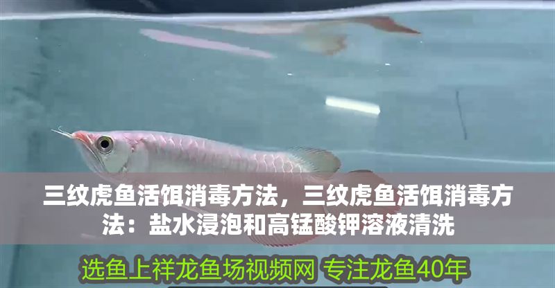 三紋虎魚活餌消毒方法，三紋虎魚活餌消毒方法：鹽水浸泡和高錳酸鉀溶液清洗 三紋虎魚活餌消毒方法，三紋虎魚活餌消毒方法：鹽水浸泡和高錳酸鉀溶液清洗 虎魚百科 第1張