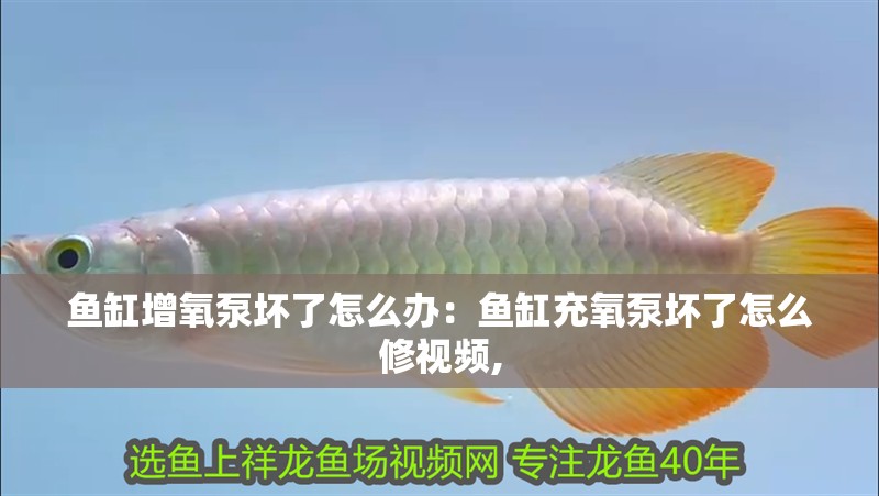 魚缸增氧泵壞了怎么辦：魚缸充氧泵壞了怎么修視頻, 魚缸增氧泵壞了怎么辦：魚缸充氧泵壞了怎么修視頻, 魚缸百科