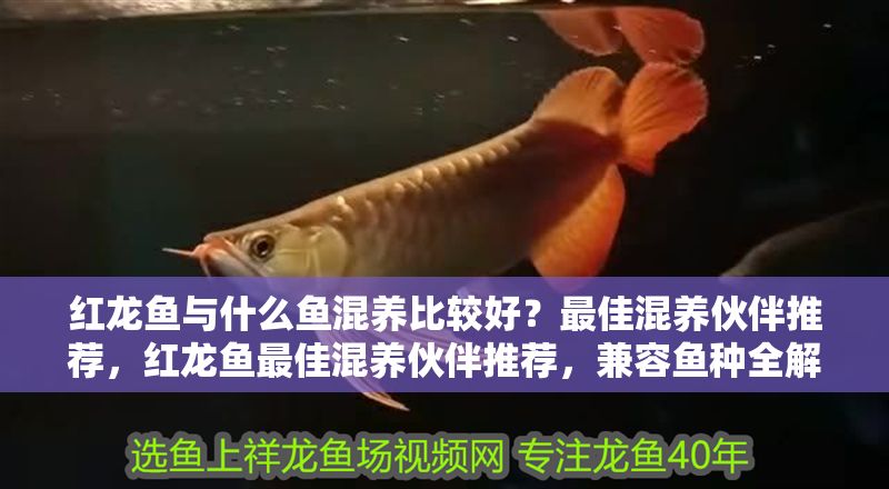 紅龍魚與什么魚混養(yǎng)比較好？最佳混養(yǎng)伙伴推薦，紅龍魚最佳混養(yǎng)伙伴推薦，兼容魚種全解析