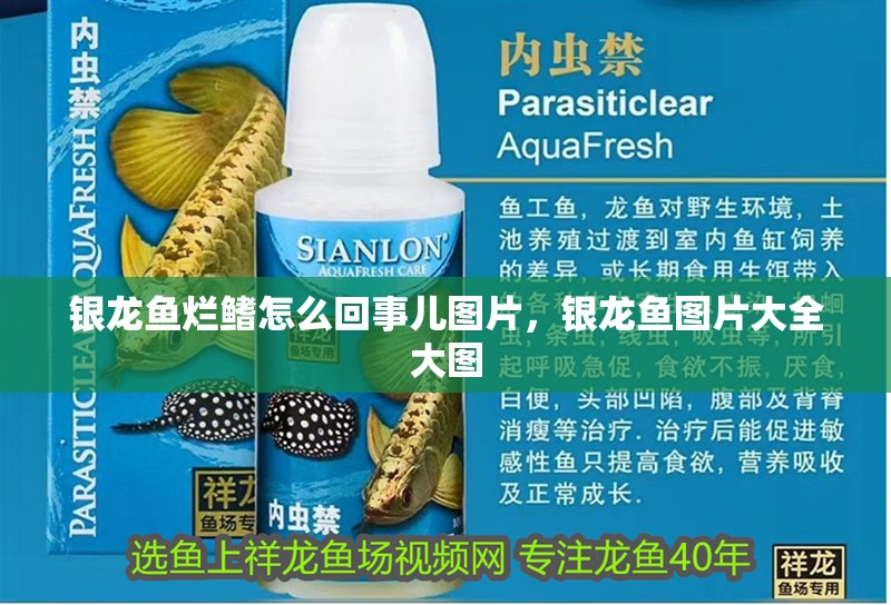 銀龍魚爛鰭怎么回事兒圖片，銀龍魚圖片大全大圖