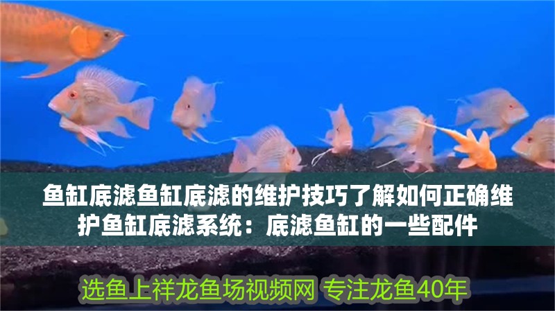魚缸底濾魚缸底濾的維護(hù)技巧了解如何正確維護(hù)魚缸底濾系統(tǒng)：底濾魚缸的一些配件 魚缸底濾魚缸底濾的維護(hù)技巧了解如何正確維護(hù)魚缸底濾系統(tǒng)：底濾魚缸的一些配件 魚缸百科