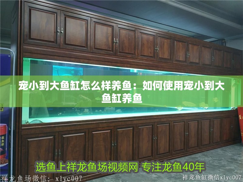 寵小到大魚(yú)缸怎么樣養(yǎng)魚(yú)：如何使用寵小到大魚(yú)缸養(yǎng)魚(yú)