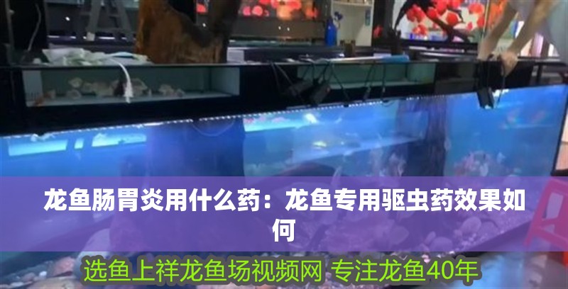 龍魚腸胃炎用什么藥：龍魚專用驅蟲藥效果如何