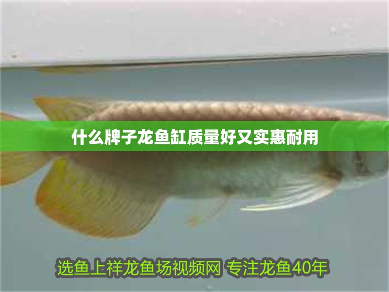 什么牌子龍魚缸質量好又實惠耐用