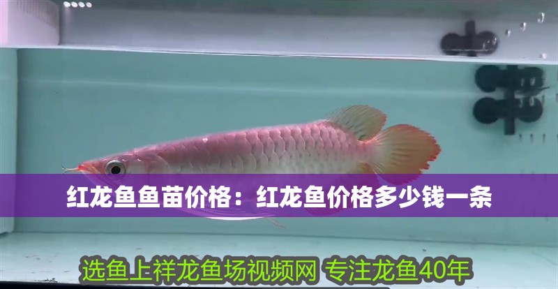 紅龍魚魚苗價格：紅龍魚價格多少錢一條
