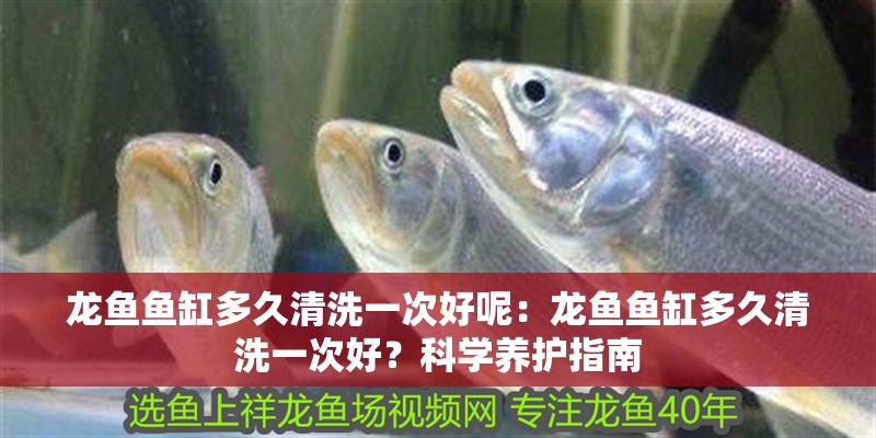 龍魚魚缸多久清洗一次好呢：龍魚魚缸多久清洗一次好？科學養護指南