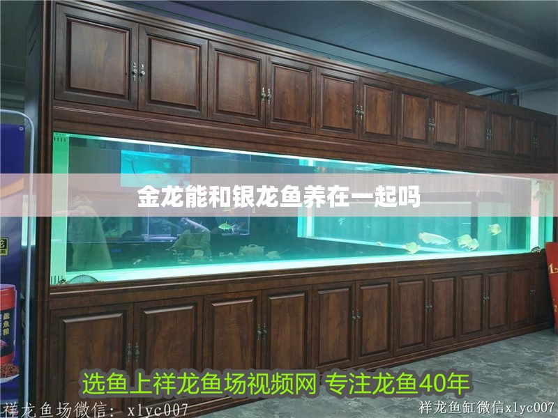 金龍能和銀龍魚養(yǎng)在一起嗎