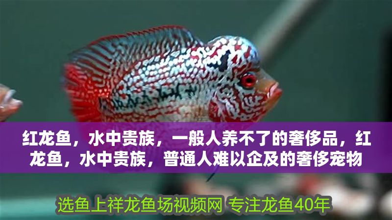 紅龍魚，水中貴族，一般人養不了的奢侈品，紅龍魚，水中貴族，普通人難以企及的奢侈寵物