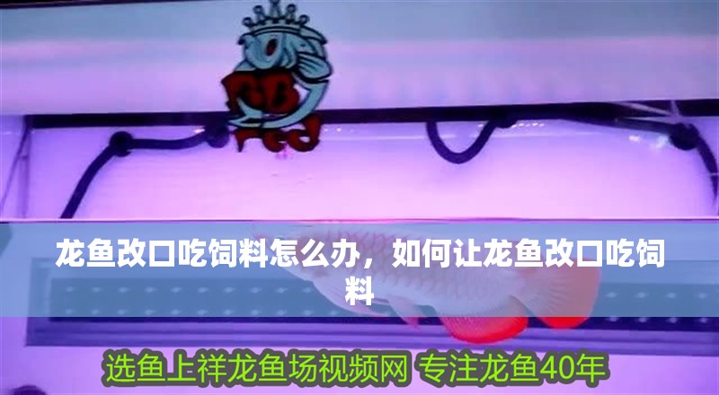 龍魚改口吃飼料怎么辦，如何讓龍魚改口吃飼料