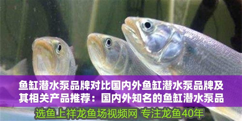 魚缸潛水泵品牌對比國內外魚缸潛水泵品牌及其相關產品推薦：國內外知名的魚缸潛水泵品牌及牌及相關產品