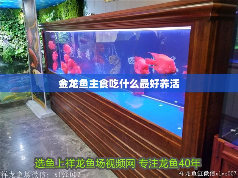 金龍魚主食吃什么最好養活 金龍魚主食吃什么最好養活 龍魚百科 第2張