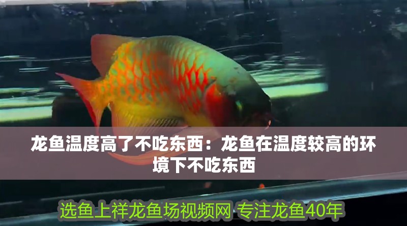 龍魚溫度高了不吃東西：龍魚在溫度較高的環境下不吃東西