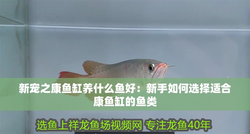 新寵之康魚缸養什么魚好：新手如何選擇適合康魚缸的魚類
