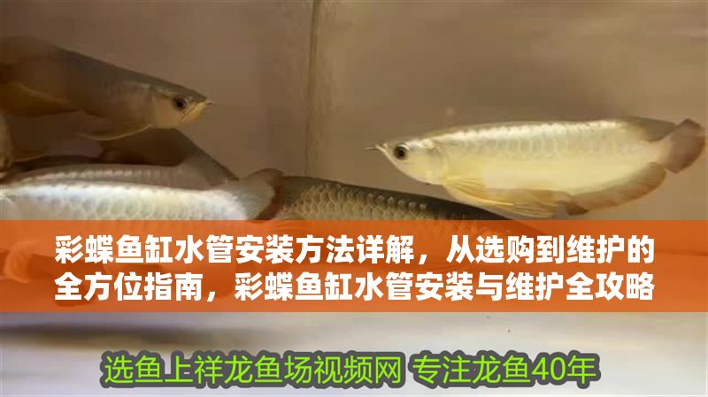 彩蝶魚缸水管安裝方法詳解，從選購到維護的全方位指南，彩蝶魚缸水管安裝與維護全攻略，從選購到保養一步到位