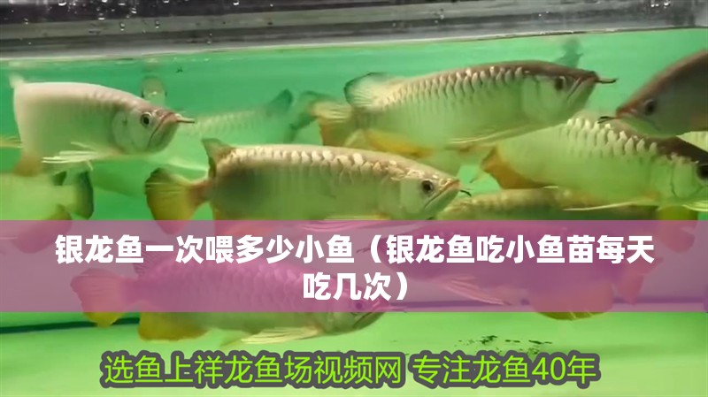 銀龍魚一次喂多少小魚（銀龍魚吃小魚苗每天吃幾次） 銀龍魚一次喂多少小魚（銀龍魚吃小魚苗每天吃幾次） 銀龍魚百科