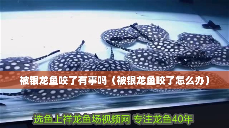 被銀龍魚咬了有事嗎（被銀龍魚咬了怎么辦）