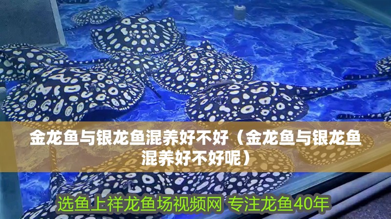 金龍魚與銀龍魚混養好不好（金龍魚與銀龍魚混養好不好呢）