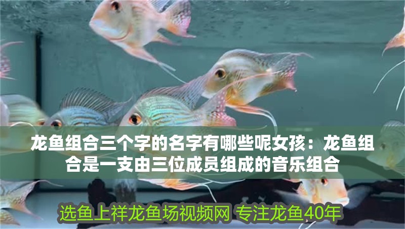 龍魚(yú)組合三個(gè)字的名字有哪些呢女孩：龍魚(yú)組合是一支由三位成員組成的音樂(lè)組合