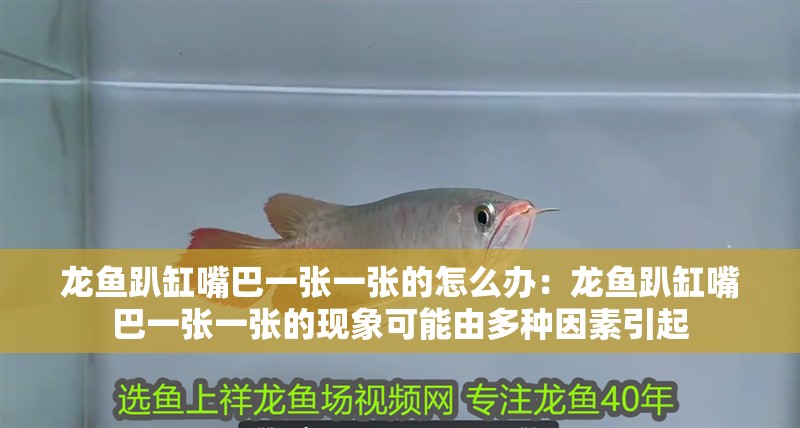 龍魚趴缸嘴巴一張一張的怎么辦：龍魚趴缸嘴巴一張一張的現象可能由多種因素引起