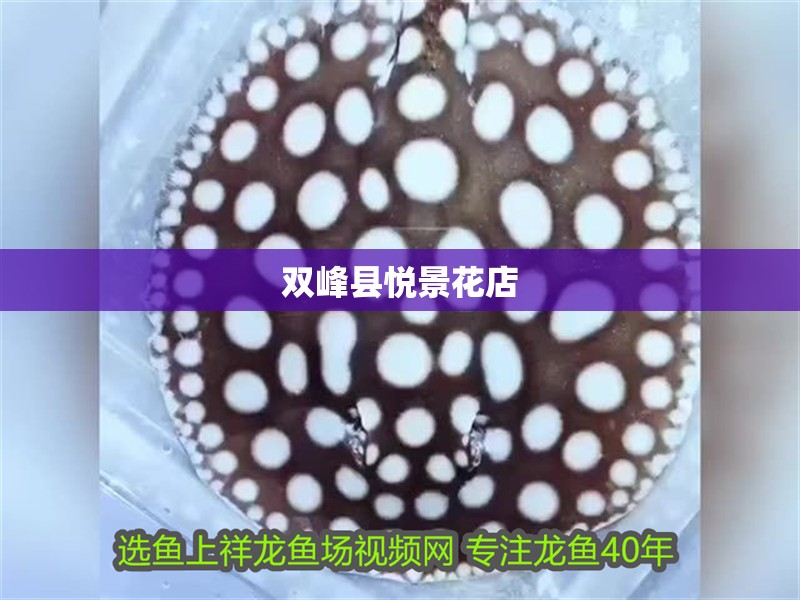 雙峰縣悅景花店 雙峰縣悅景花店 全國水族館企業名錄