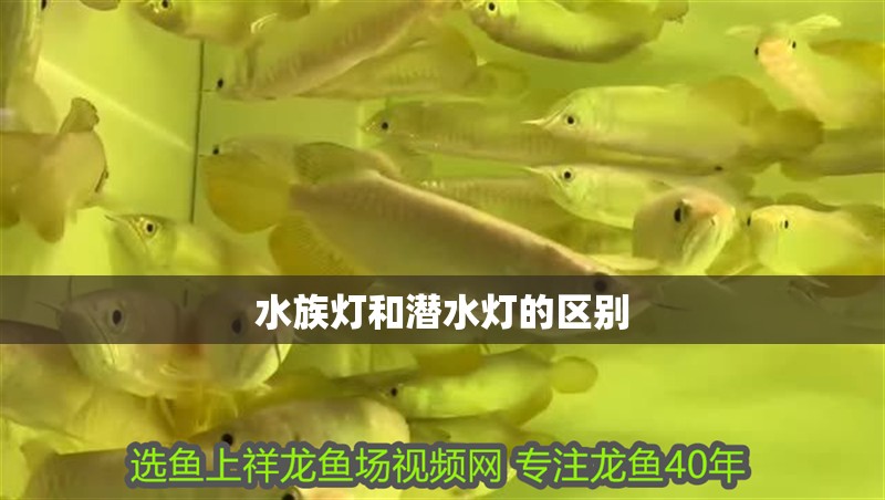 水族燈和潛水燈的區別