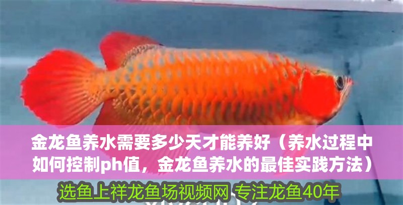 金龍魚養水需要多少天才能養好（養水過程中如何控制ph值，金龍魚養水的最佳實踐方法） 金龍魚養水需要多少天才能養好（養水過程中如何控制ph值，金龍魚養水的最佳實踐方法） 龍魚百科