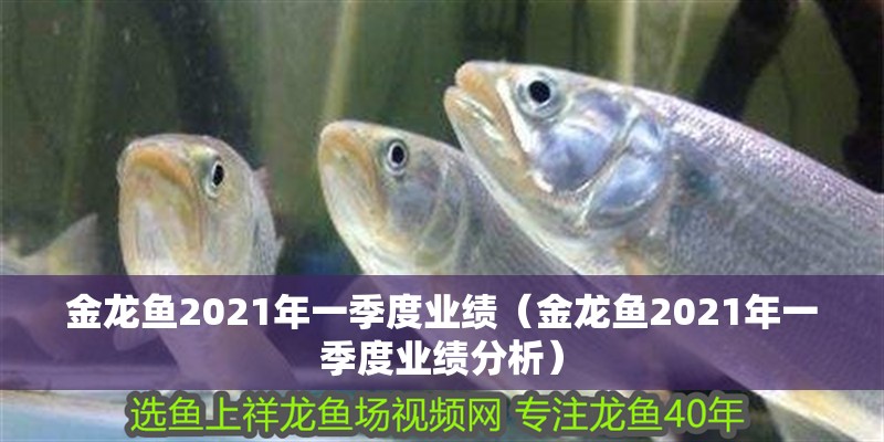 金龍魚2021年一季度業(yè)績(jī)（金龍魚2021年一季度業(yè)績(jī)分析）