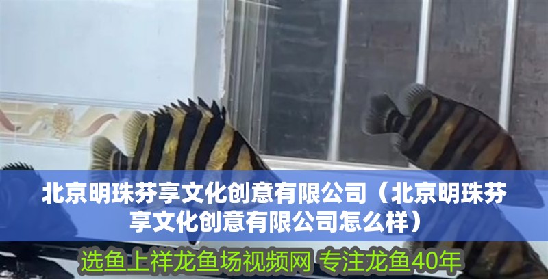 北京明珠芬享文化創意有限公司（北京明珠芬享文化創意有限公司怎么樣） 北京明珠芬享文化創意有限公司（北京明珠芬享文化創意有限公司怎么樣） 全國水族館企業名錄