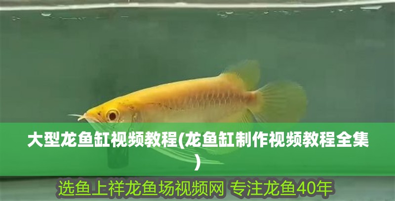 大型龍魚缸視頻教程(龍魚缸制作視頻教程全集) 大型龍魚缸視頻教程(龍魚缸制作視頻教程全集) 魚缸百科