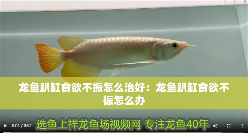 龍魚趴缸食欲不振怎么治好：龍魚趴缸食欲不振怎么辦