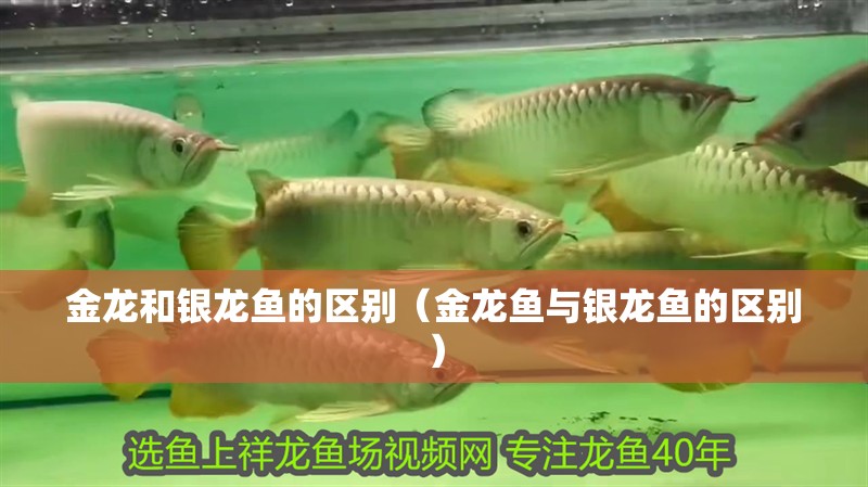 金龍和銀龍魚的區(qū)別（金龍魚與銀龍魚的區(qū)別）