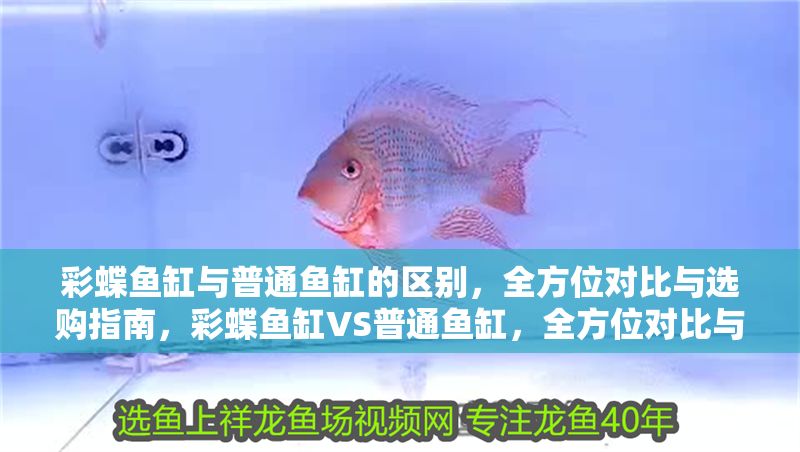 彩蝶魚(yú)缸與普通魚(yú)缸的區(qū)別，全方位對(duì)比與選購(gòu)指南，彩蝶魚(yú)缸VS普通魚(yú)缸，全方位對(duì)比與選購(gòu)指南