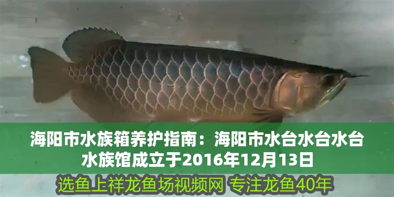 海陽(yáng)市水族箱養(yǎng)護(hù)指南：海陽(yáng)市水臺(tái)水臺(tái)水臺(tái)水族館成立于2016年12月13日