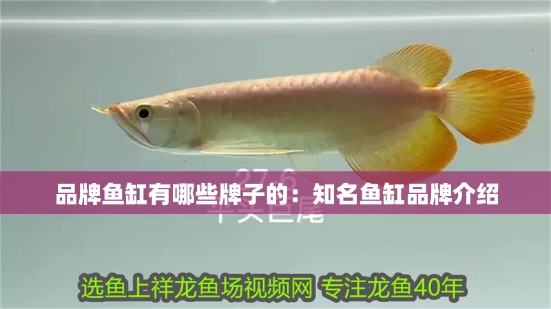 品牌魚缸有哪些牌子的：知名魚缸品牌介紹