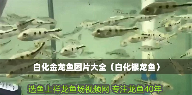白化金龍魚圖片大全（白化銀龍魚）