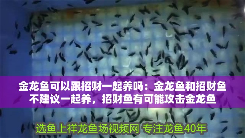 金龍魚可以跟招財一起養嗎：金龍魚和招財魚不建議一起養，招財魚有可能攻擊金龍魚