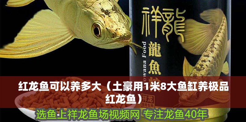 紅龍魚可以養多大（土豪用1米8大魚缸養極品紅龍魚）