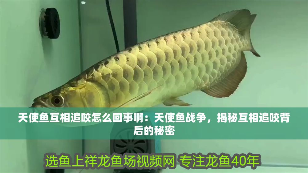天使魚互相追咬怎么回事啊：天使魚戰爭，揭秘互相追咬背后的秘密