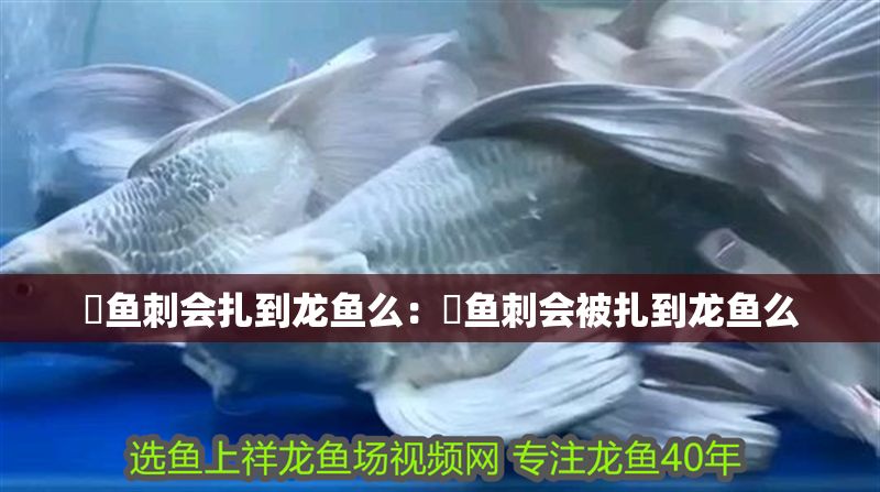 魟魚刺會扎到龍魚么：魟魚刺會被扎到龍魚么 魟魚刺會扎到龍魚么：魟魚刺會被扎到龍魚么 魟魚百科 第2張