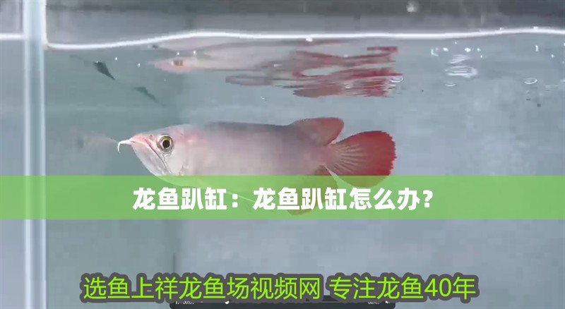 龍魚趴缸：龍魚趴缸怎么辦？