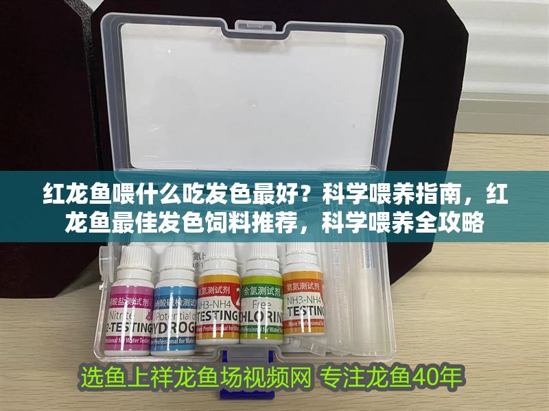 紅龍魚喂什么吃發色最好？科學喂養指南，紅龍魚最佳發色飼料推薦，科學喂養全攻略