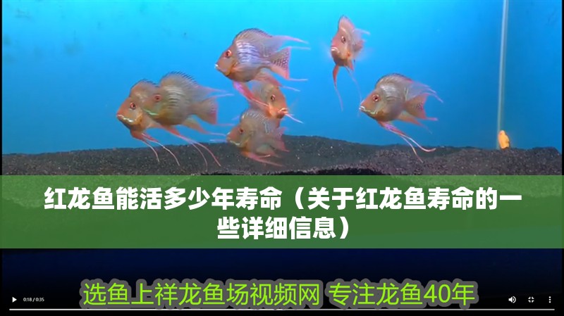 紅龍魚能活多少年壽命（關(guān)于紅龍魚壽命的一些詳細(xì)信息）