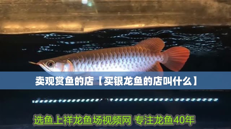 賣觀賞魚的店【買銀龍魚的店叫什么】